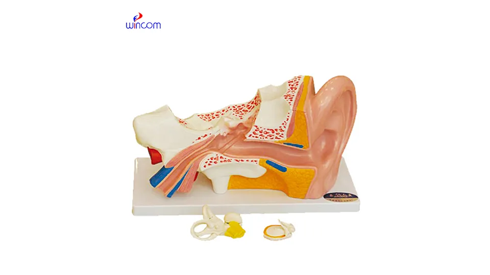 tıbbi üç boyutlu modeller